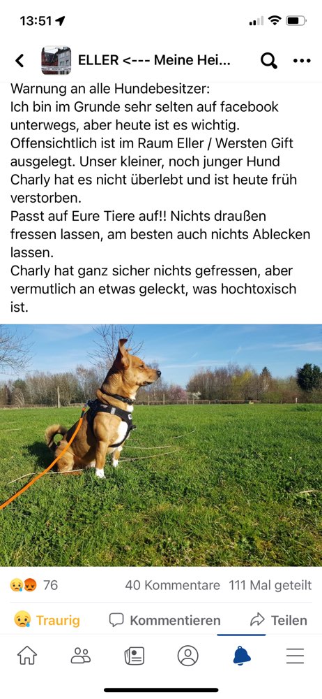 Giftköder-Gift-Profilbild