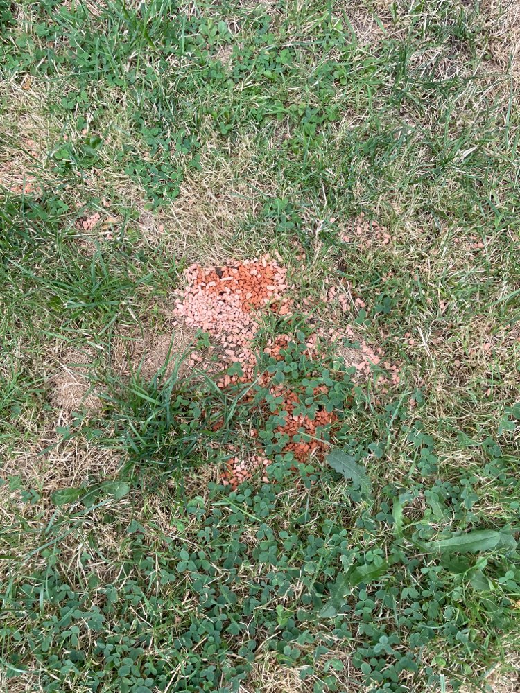 Giftköder-Mögliches Gift-Profilbild