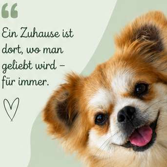 Hundetreffen-Hundetreff-Profilbild