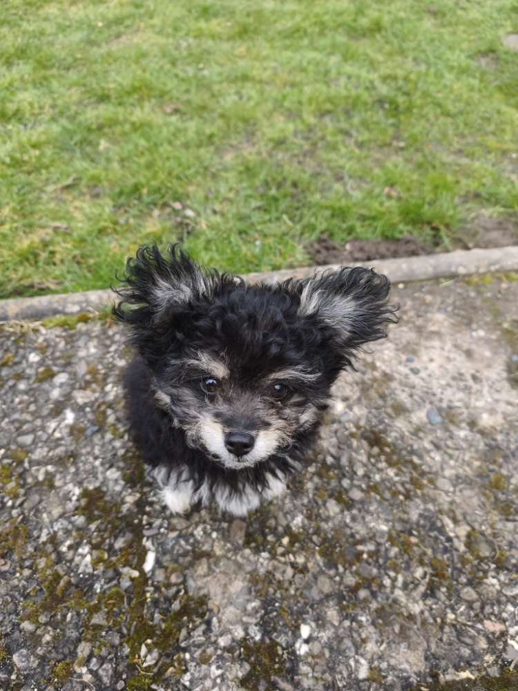 Hundetreffen-Welpentreffen-Profilbild