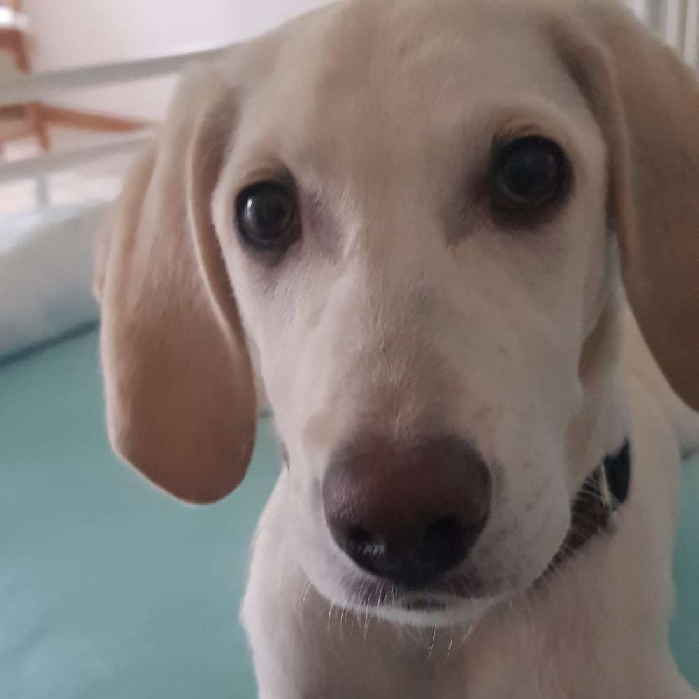 Hundetreffen-Welpen Junghunde Runde-Profilbild