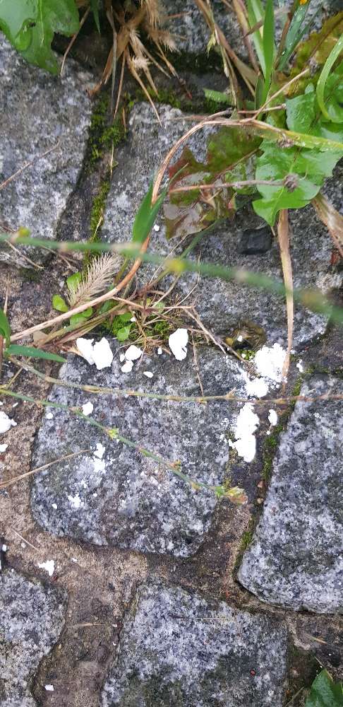 Giftköder-Ggf. Drogen oder Ähnliches-Profilbild