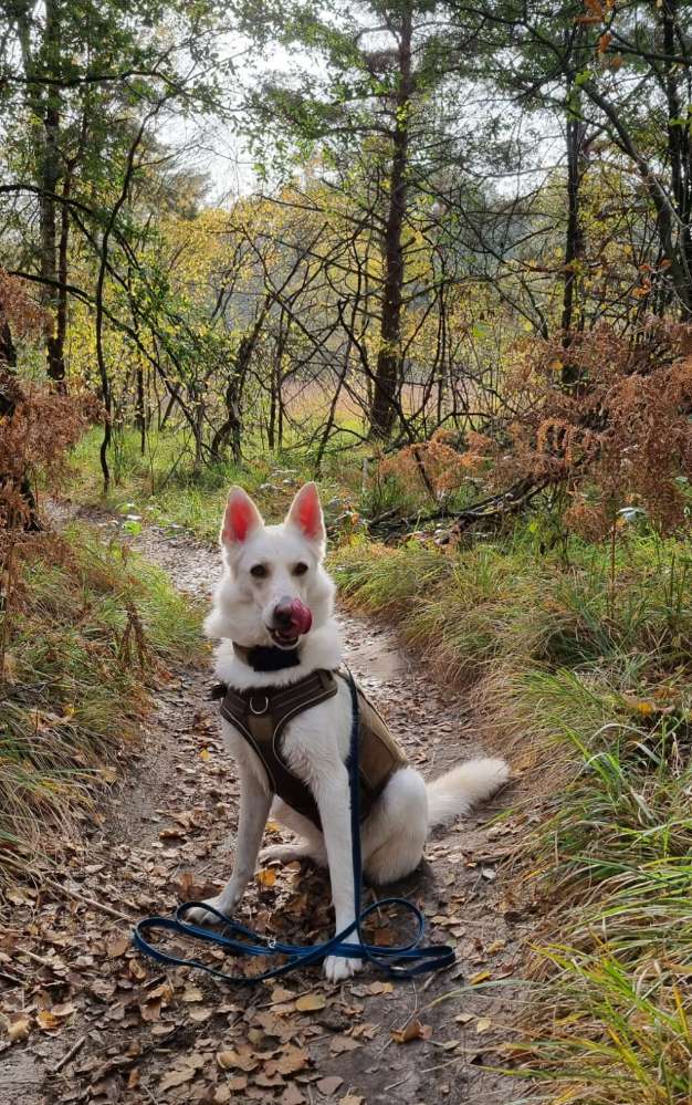 Hundetreffen-Abwechslungsreiche Gassirunden rund um Wuppertal-Profilbild
