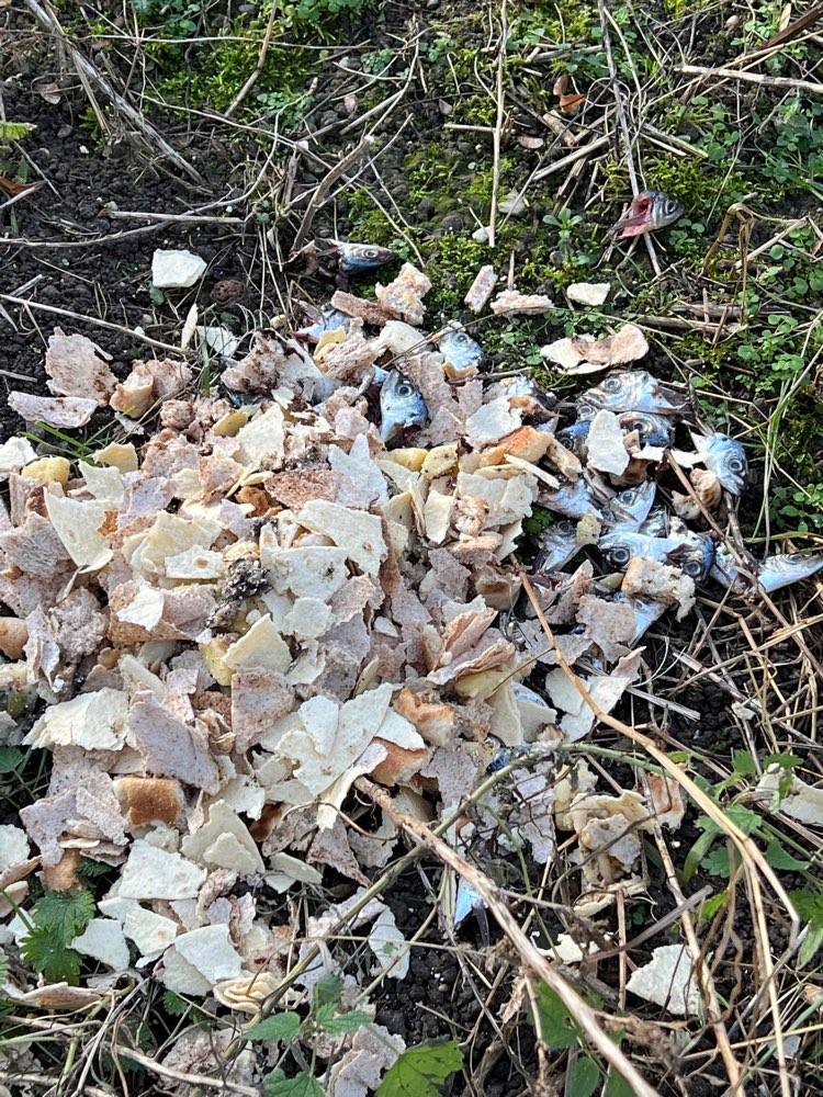 Giftköder-Essensreste, unter anderem Fischköpfe-Profilbild