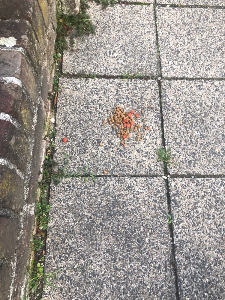 Giftköder-Futter auf Gehweg-Profilbild