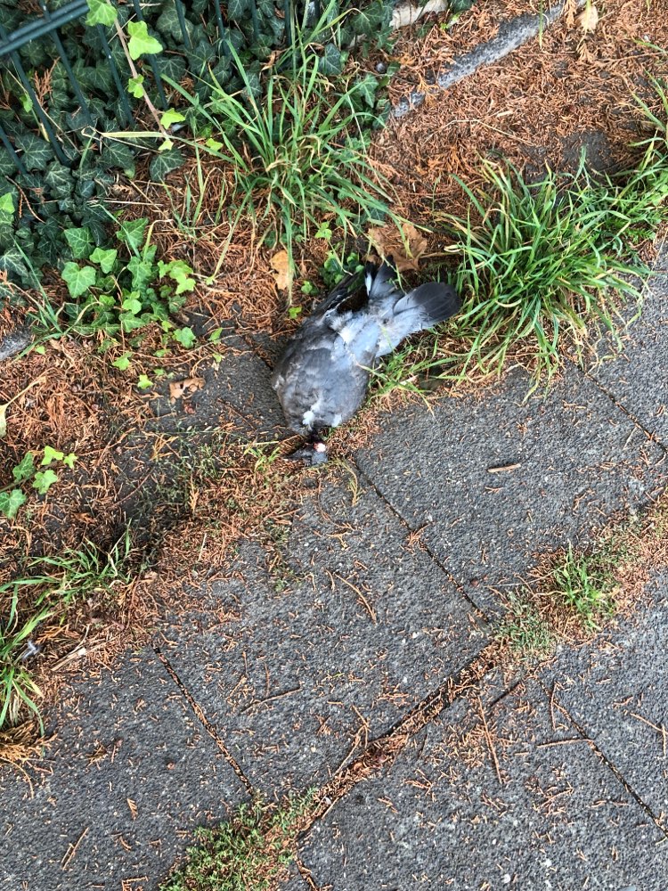 Giftköder-Tote Taube-Profilbild