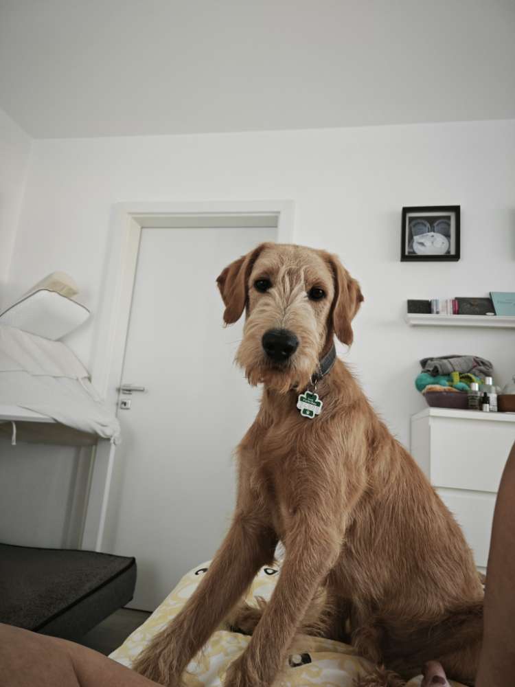 Hundetreffen-Suche gassi Freunde Gassirunde-Profilbild