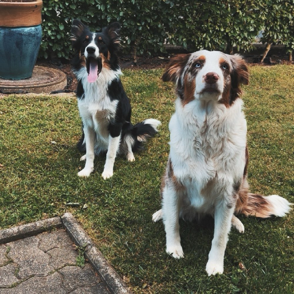 Hundetreffen-Gassi & Spiele Runde 🦮-Profilbild