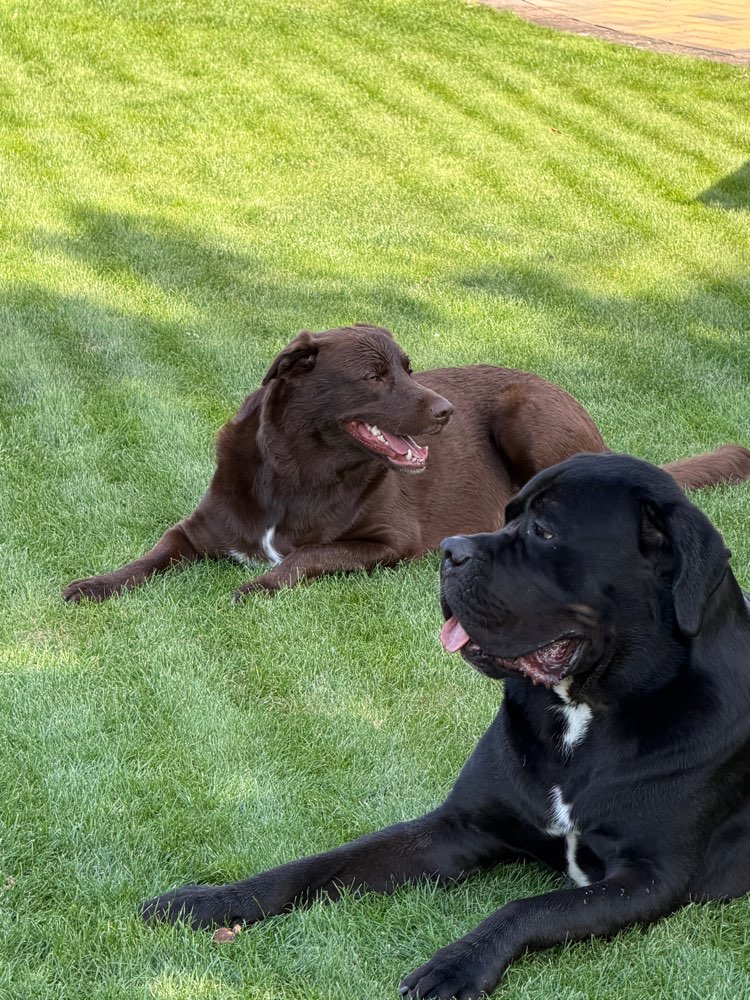 Hundetreffen-Spieldate für mein Baby 🤎-Profilbild