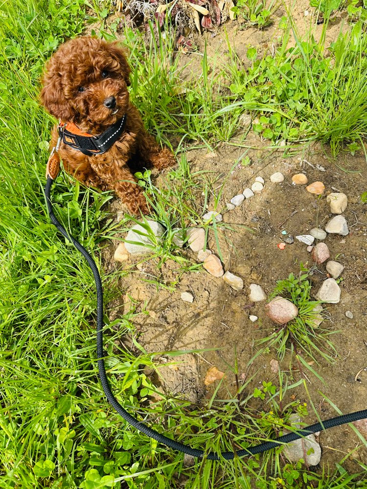 Hundetreffen-Spielrunde Welpen Hunde spielen in Wentorf-Profilbild