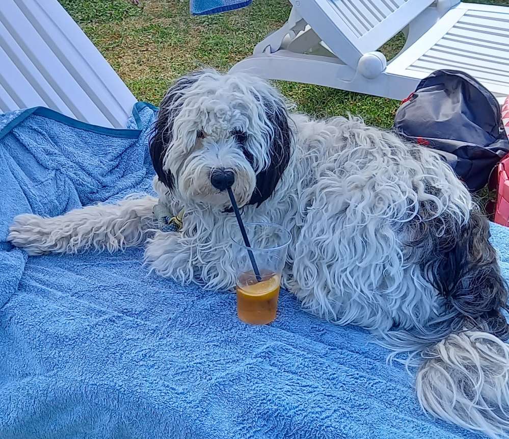 Hundetreffen-Suchen jemand zum Spielen umd Gassi gehen-Profilbild