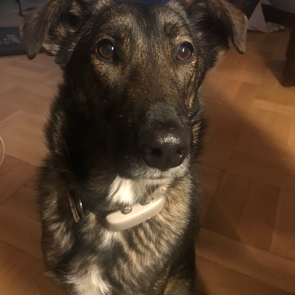 Hundetreffen-Gassi gehen mit Monti-Profilbild