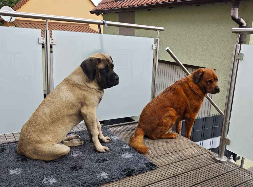 Hundetreffen-Spiel & Chillen im eingezäunten Garten 🌳-Profilbild