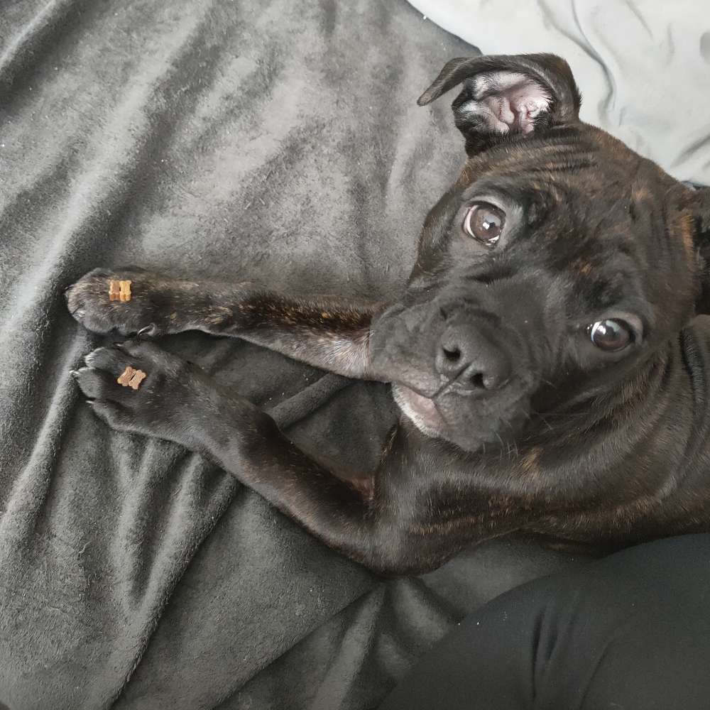 Hundetreffen-Neue Hundefreunde gesucht 🤗-Profilbild