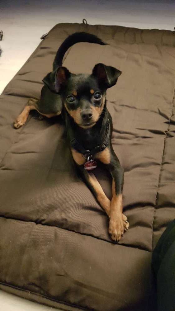 Hundetreffen-Spieletreff für verspielte Hunde-Profilbild