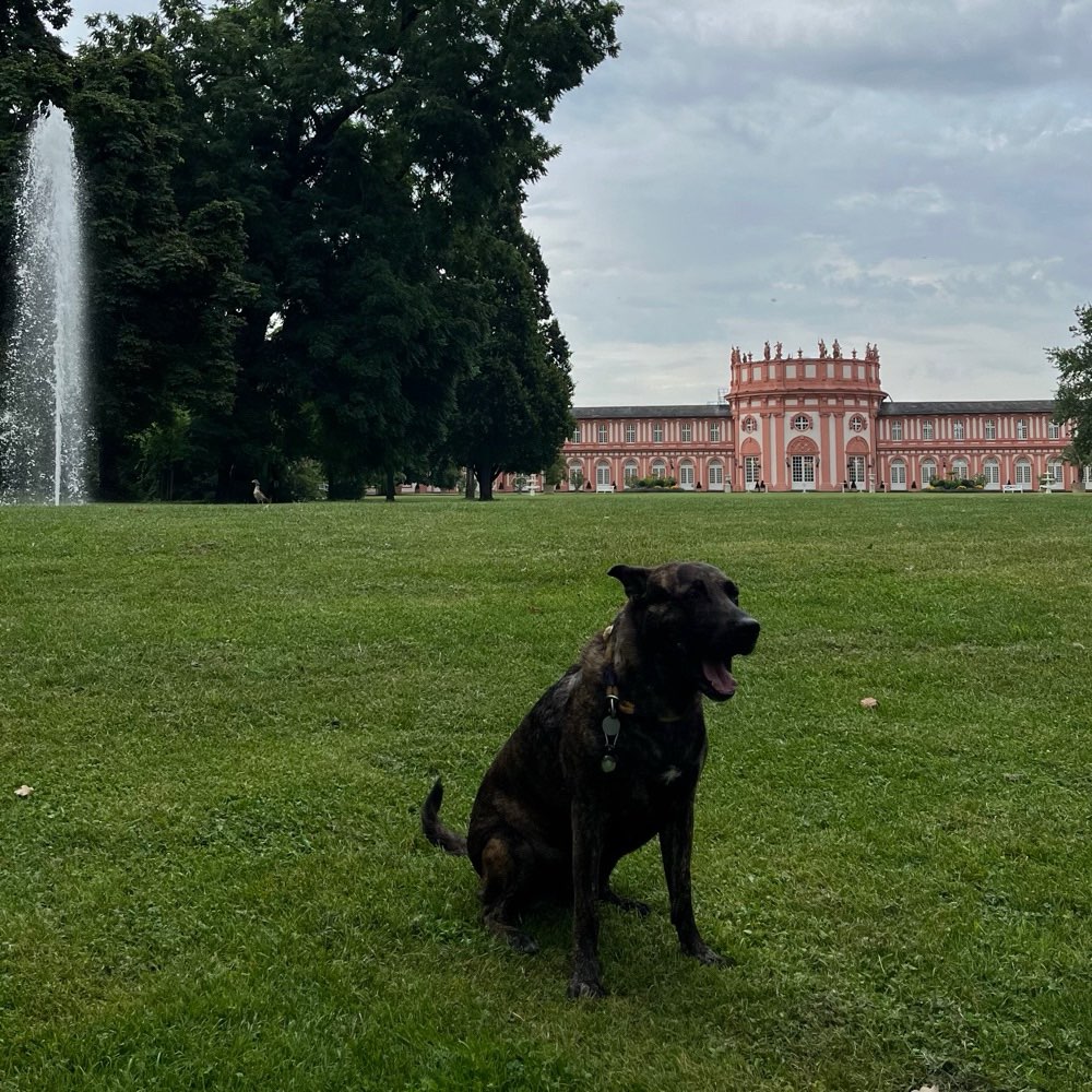 Hundetreffen-Gassirunde-Profilbild