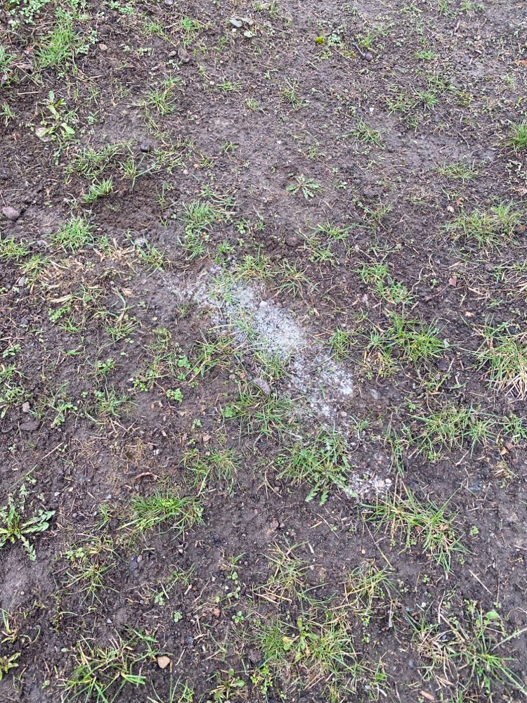 Giftköder-Rattengift weißes Pulver-Profilbild