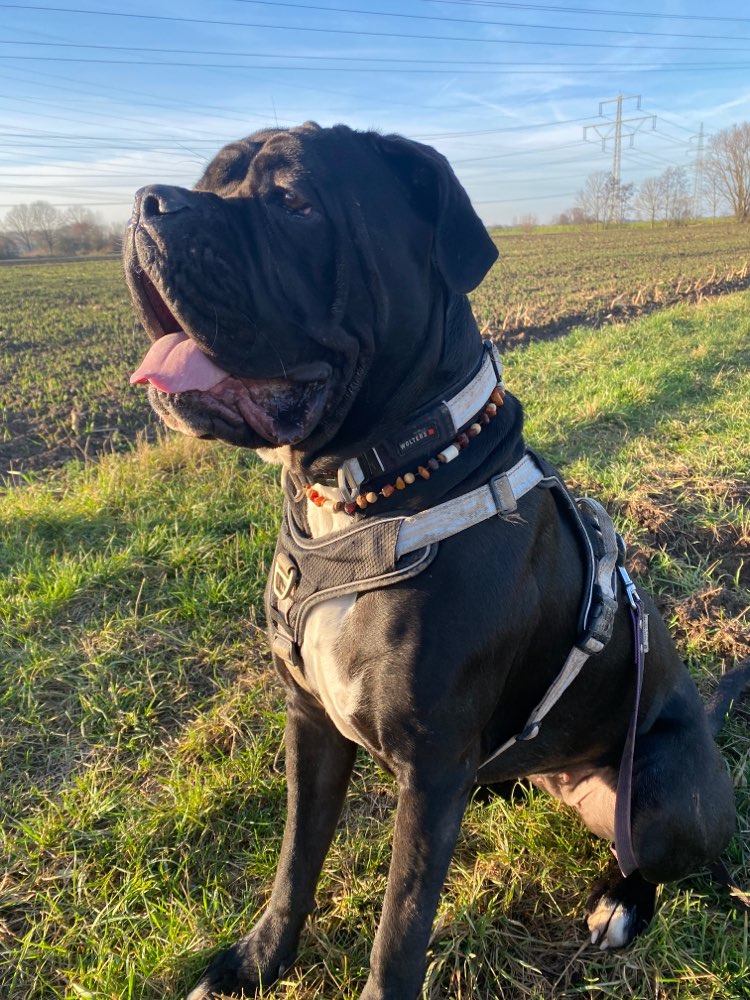 Hundetreffen-Gassi- und Spielgefährten gesucht-Profilbild