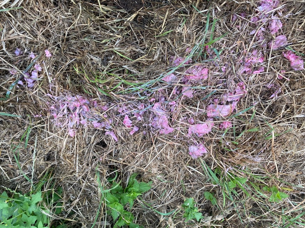 Giftköder-Ausgelegter Fisch unter Gras versteckt-Profilbild