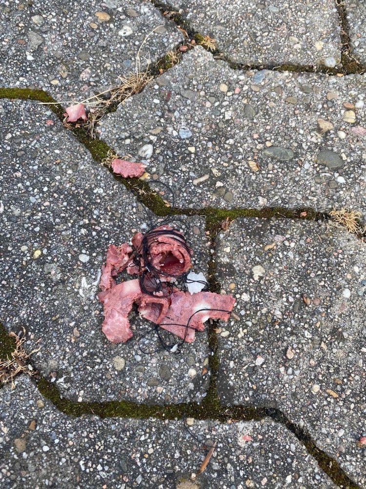 Giftköder-Präparierte Wurst auf Grundstück&Gehweg-Profilbild