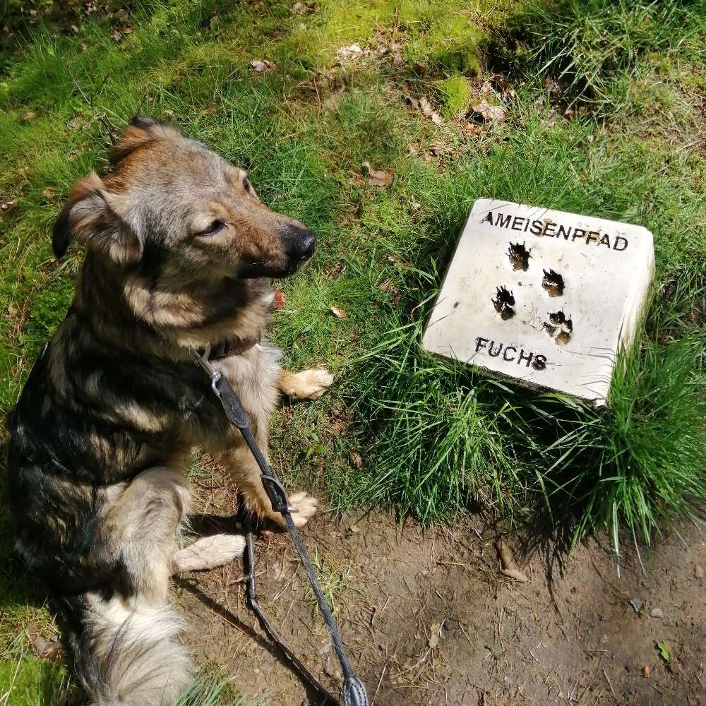 Hundetreffen-Spazieren / Spielen Dorsten & Umgebung-Profilbild