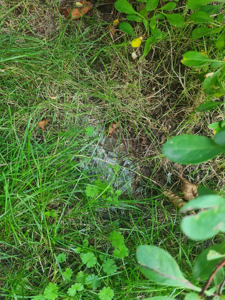 Giftköder-Glasscherben-Profilbild