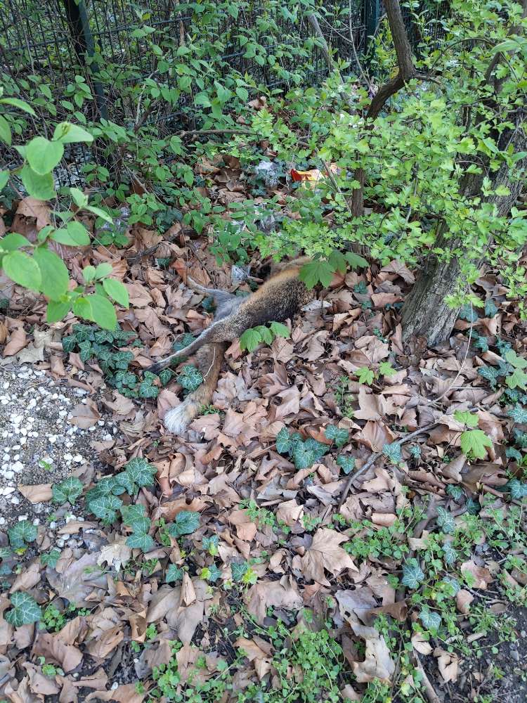 Giftköder-Toter Fuchs-Profilbild