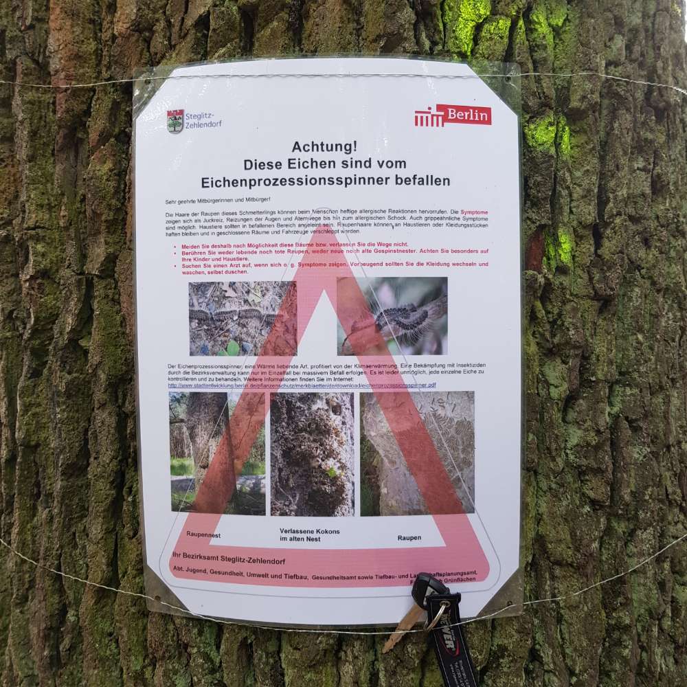 Giftköder-Eichenprozessionsspinner-Profilbild