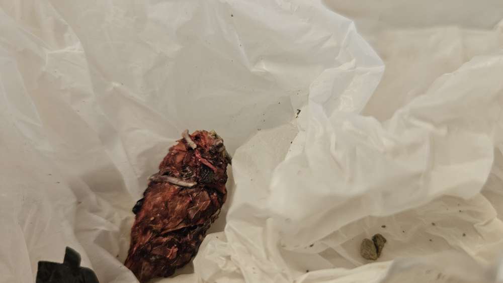 Giftköder-Mit Metall bestückte Minisalamistücke-Profilbild