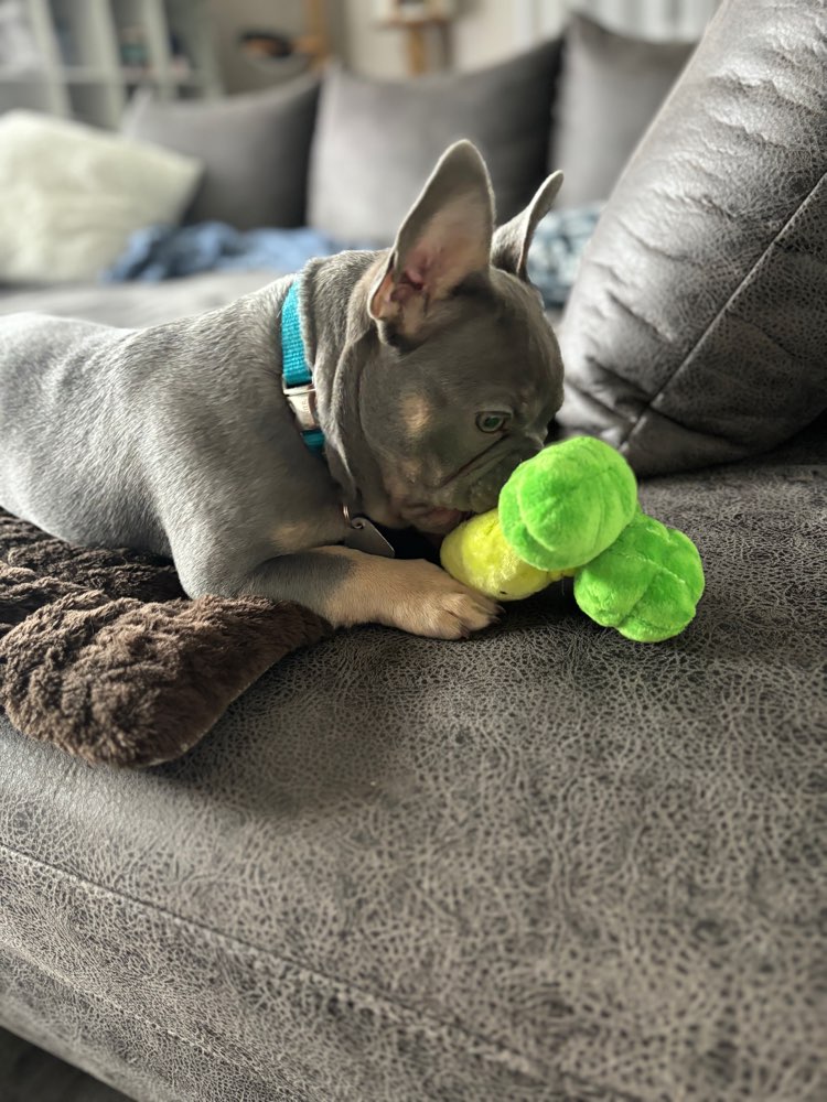 Hundetreffen-Freddy sucht Spielgefährten-Profilbild