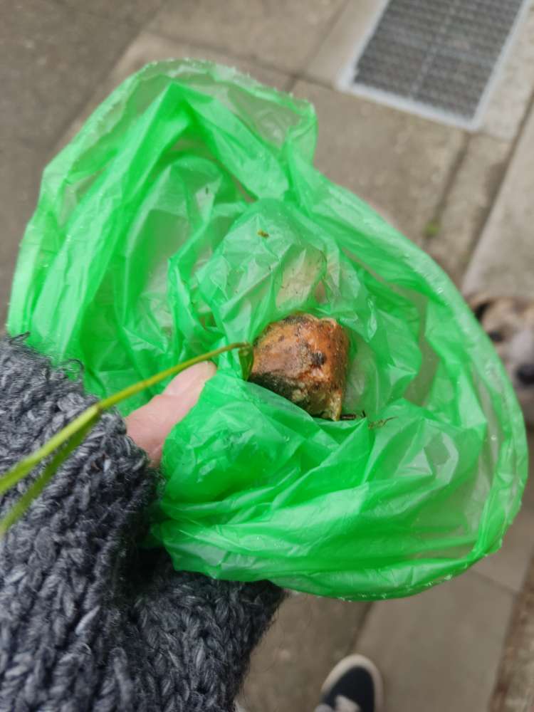 Giftköder-Eventueller Giftköder-Profilbild