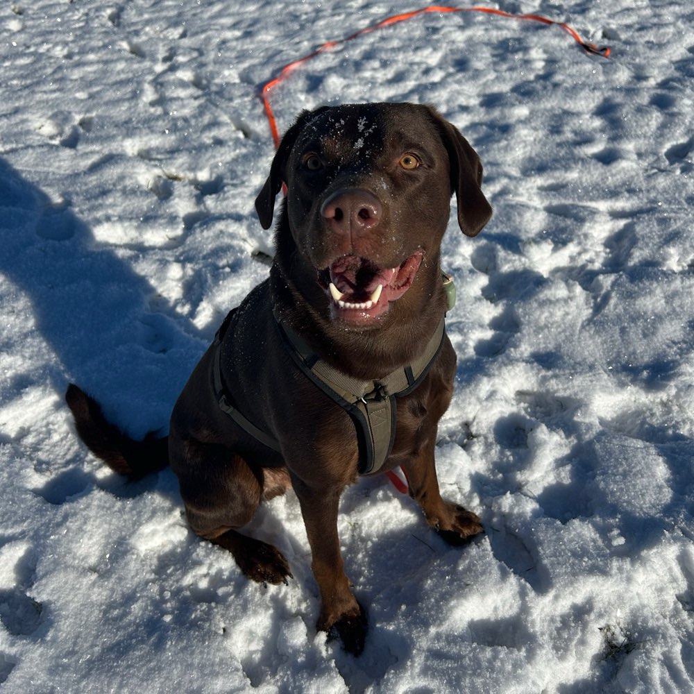 Hundetreffen-Gassirunde / Playdate-Profilbild