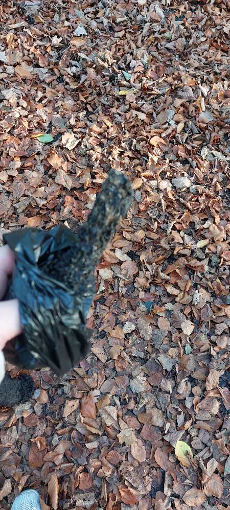Giftköder-Pansen (Wald hinter Bethanien)-Profilbild