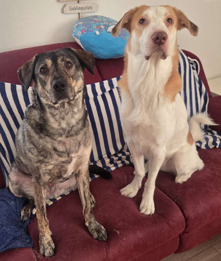 Hundetreffen-Gassi Runde Sozial verhalten und Angst ablegen-Profilbild