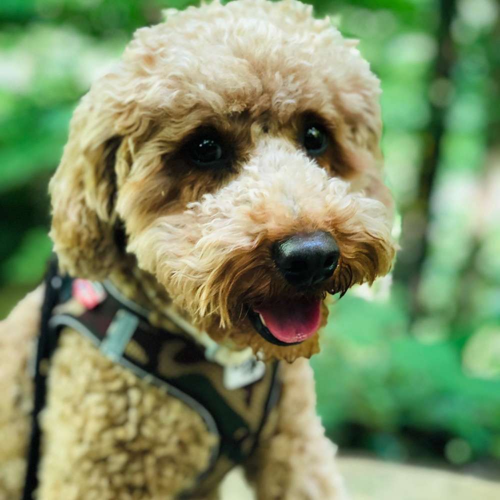 Hundetreffen-Spielen, Spass, Gassi Runde-Profilbild