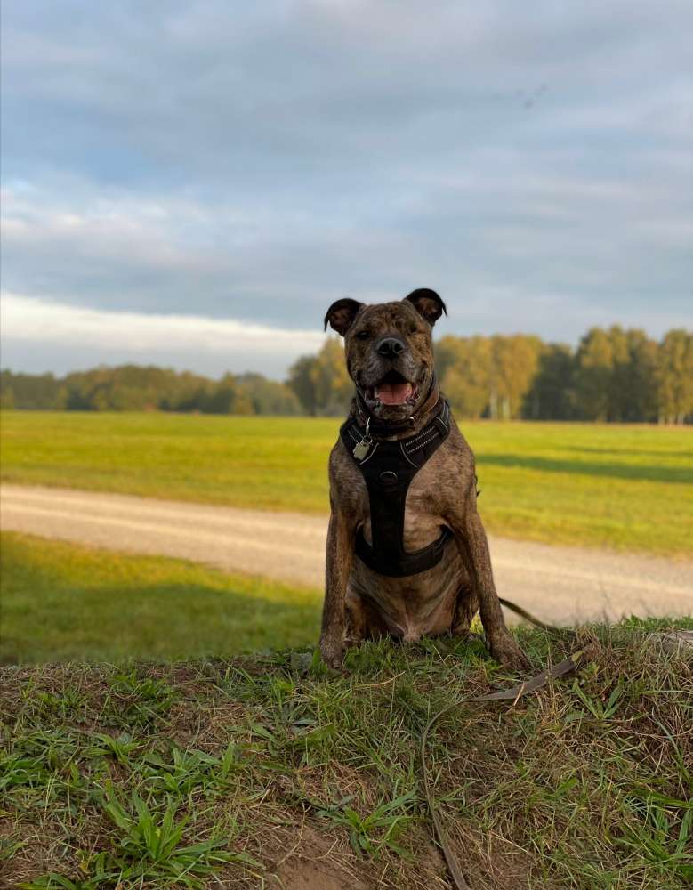 Hundetreffen-Social Walk-Profilbild