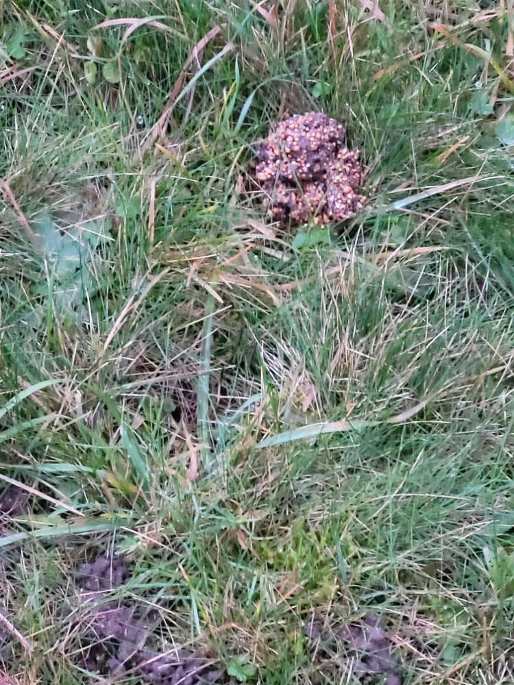 Giftköder-Giftköder-Profilbild