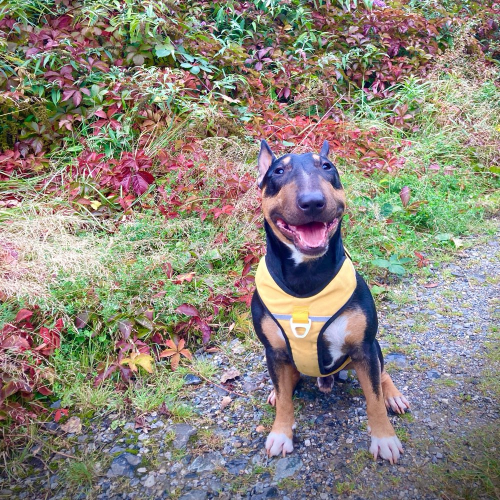 Hundetreffen-Einfach rumtoben-Profilbild