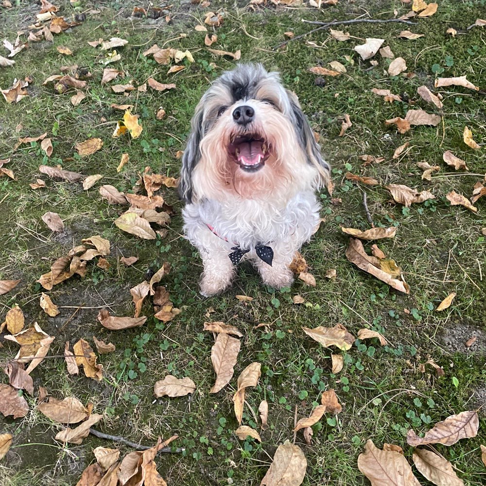 Hundetreffen-Spaziergang-Profilbild