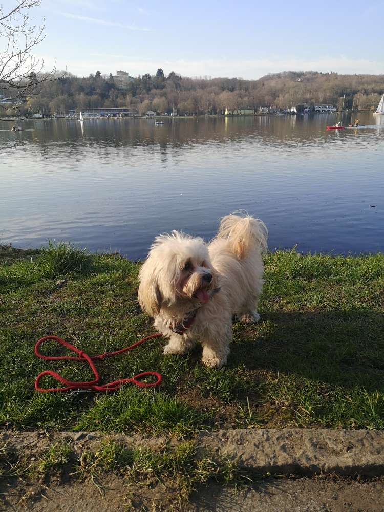 Hundetreffen-Velberter Gassirunde für die Kleinen-Profilbild