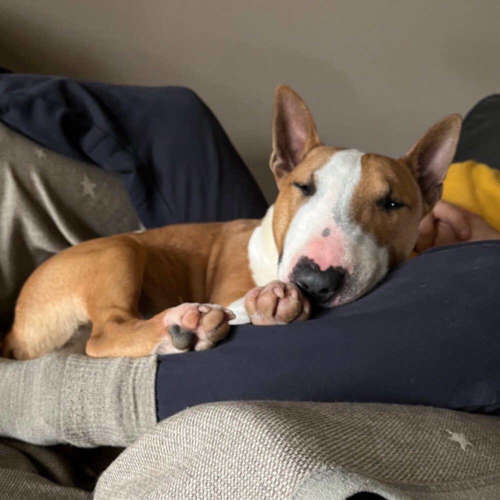Hundetreffen-Suchen Hundefreund/ Hundefreundin-Profilbild