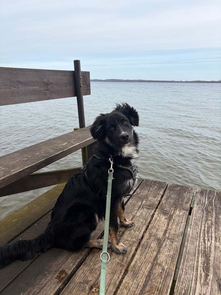 Hundetreffen-Baso Aussie, 6 Monate, sucht Trainingspartner/innen-Profilbild