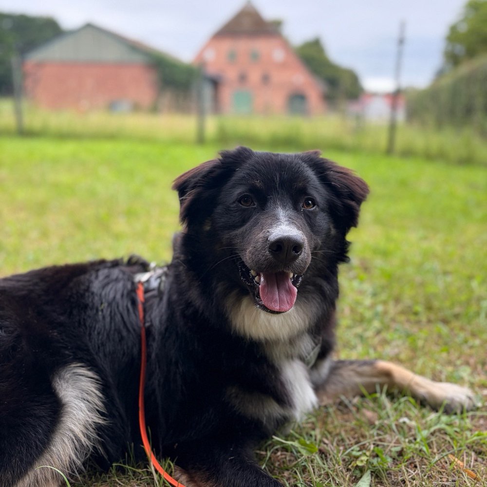 Hundetreffen-Baso Aussie, 10 Monate, sucht Trainingspartner/innen-Profilbild