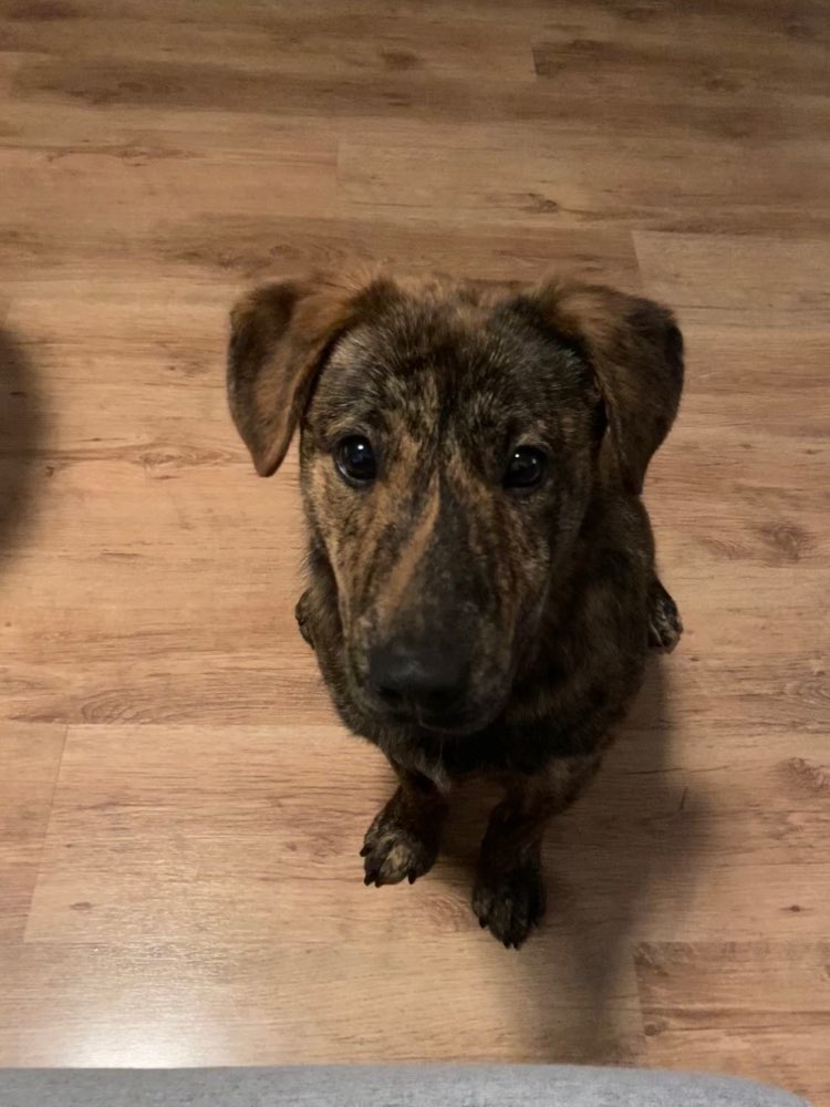 Hundetreffen-Gassirunde mit Franklin in Giesing-Profilbild