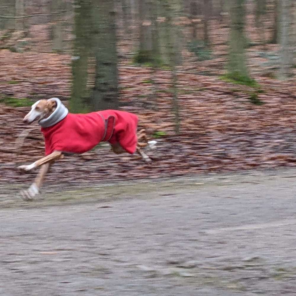 Hundetreffen-Gassi und Spielfreunde-Profilbild