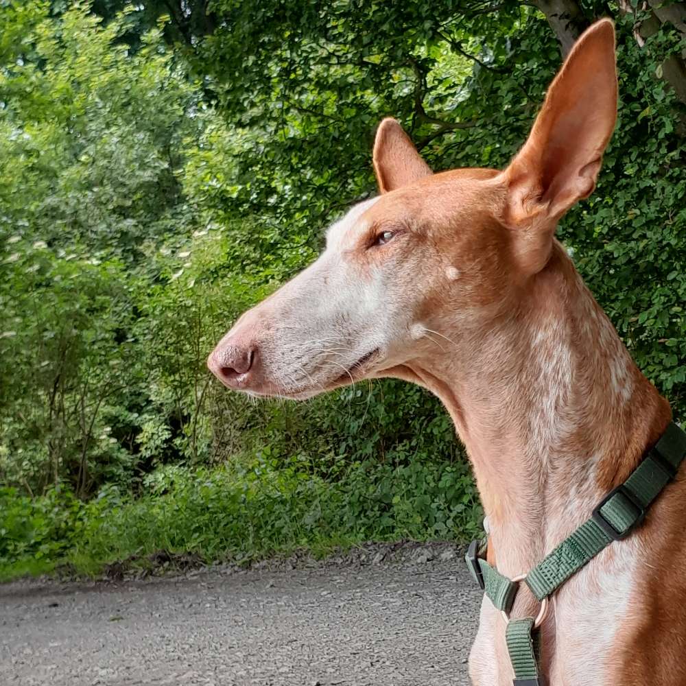 Hundetreffen-Podencos-Profilbild