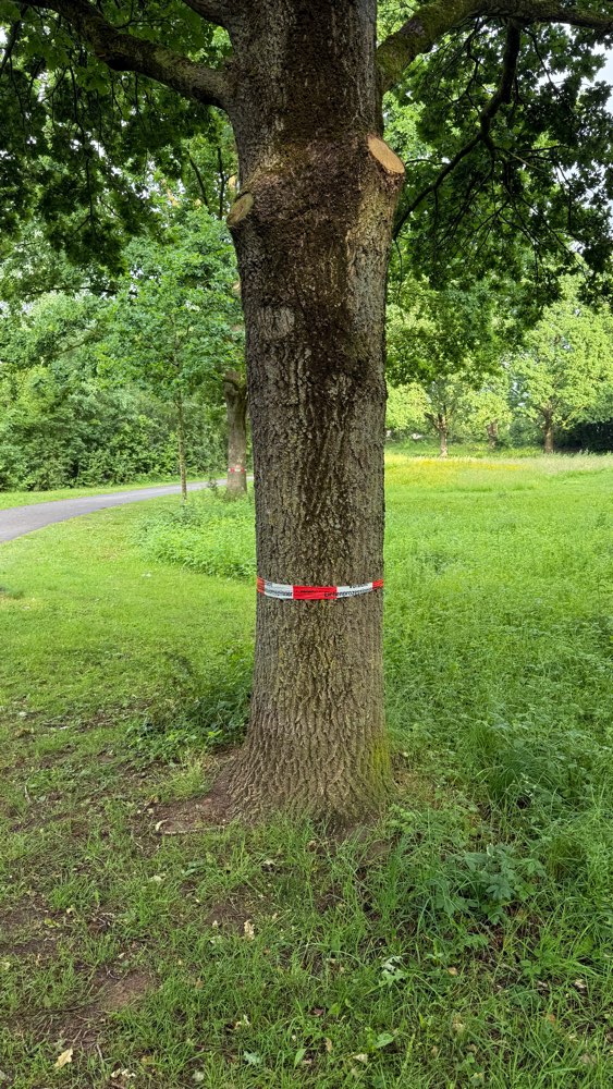 Giftköder-Eichenprozessionsspinner-Profilbild