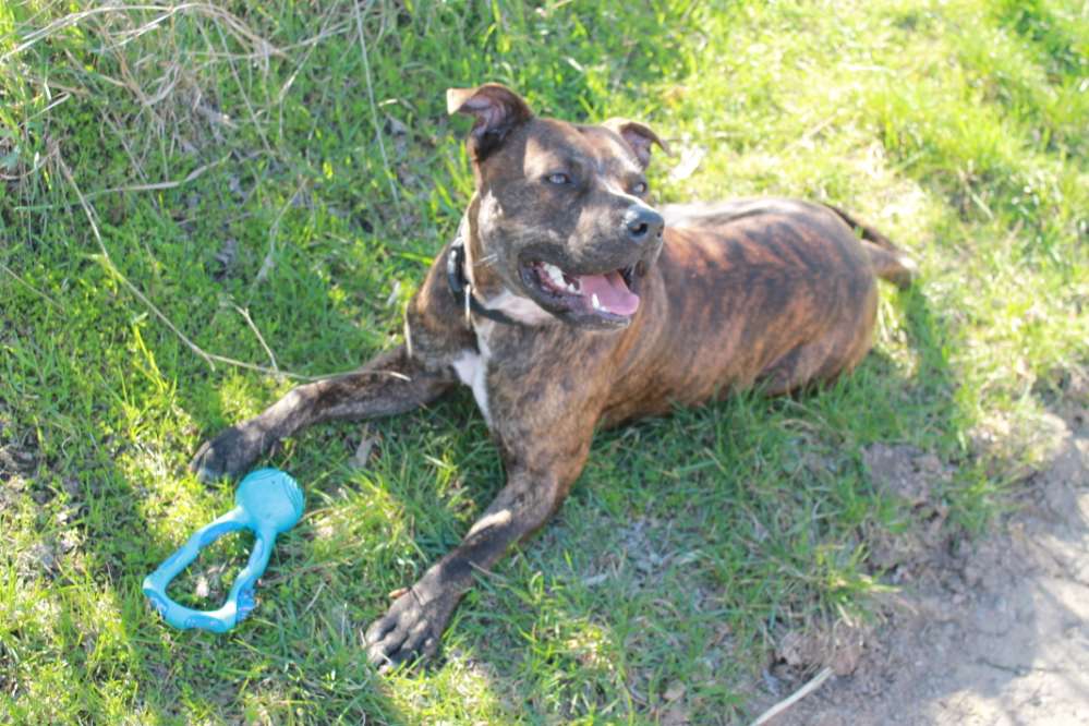 Hundetreffen-Hunde Freunde gesucht zum toben-Profilbild