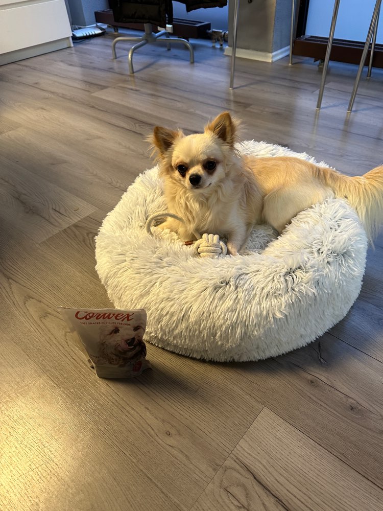 Hundetreffen-Freundin für Monti-Profilbild