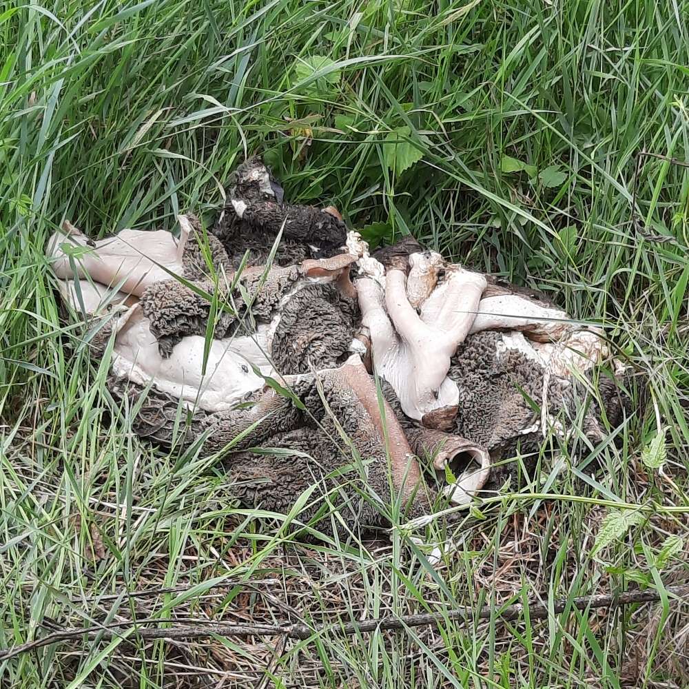 Giftköder-Kompletter Tiermagen-Profilbild